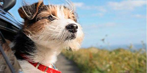 Viajar con mascota, audi ocasión, audi barato