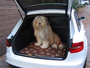 Viajar con mascota, audi ocasión, audi barato