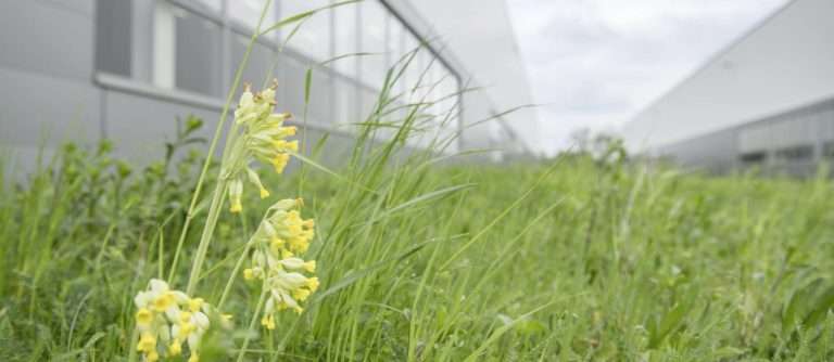 Hábitat “natural” para animales y plantas creado por Audi