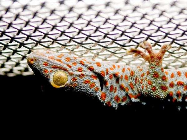 gecko